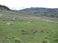 Yellowstone antelope